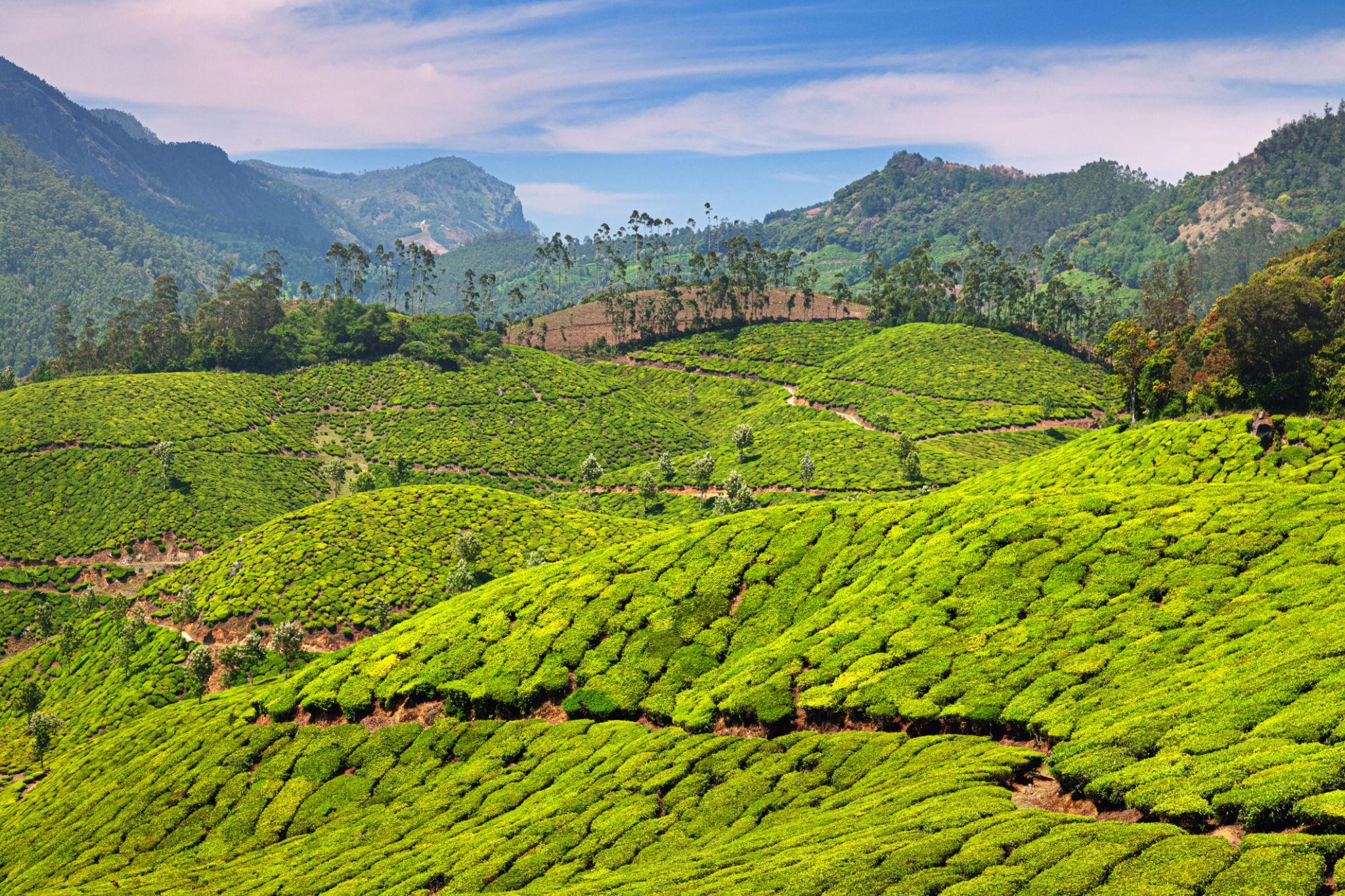 Munnar Tea Gardens Kerala